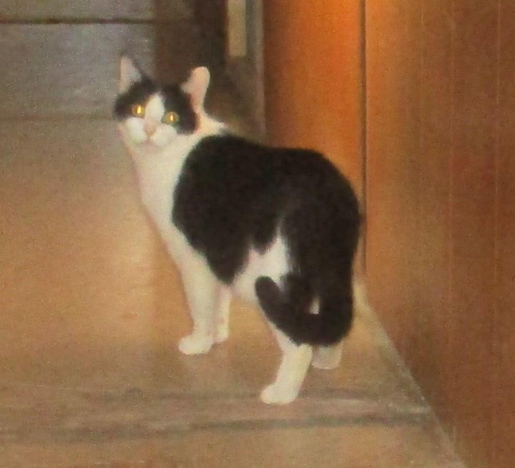 Enlarge ITSY BITSY, a Adoptable Domestic Short Hair in Troutman, NC image 4/6