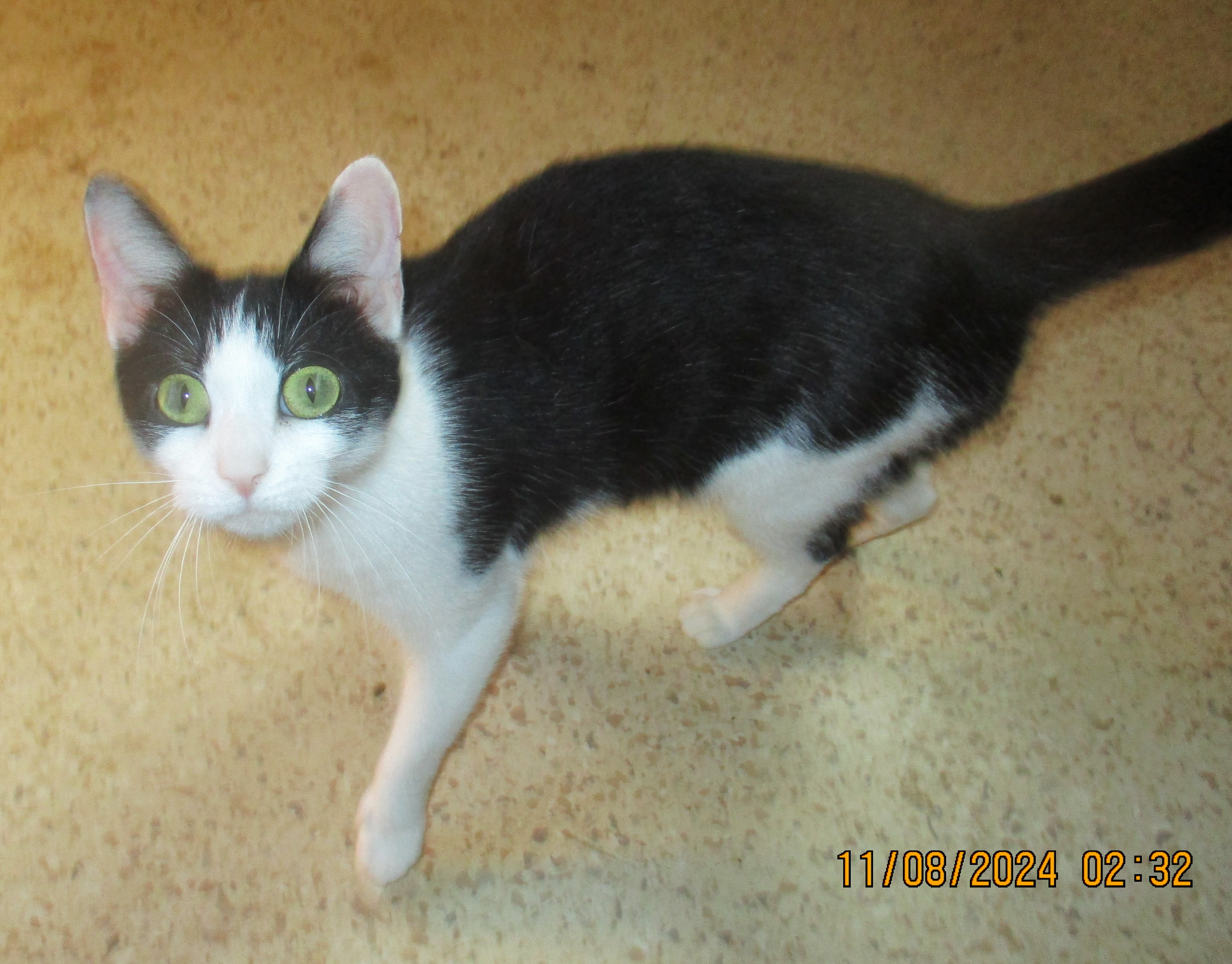 Enlarge ITSY BITSY, a Adoptable Domestic Short Hair in Troutman, NC image 5/6