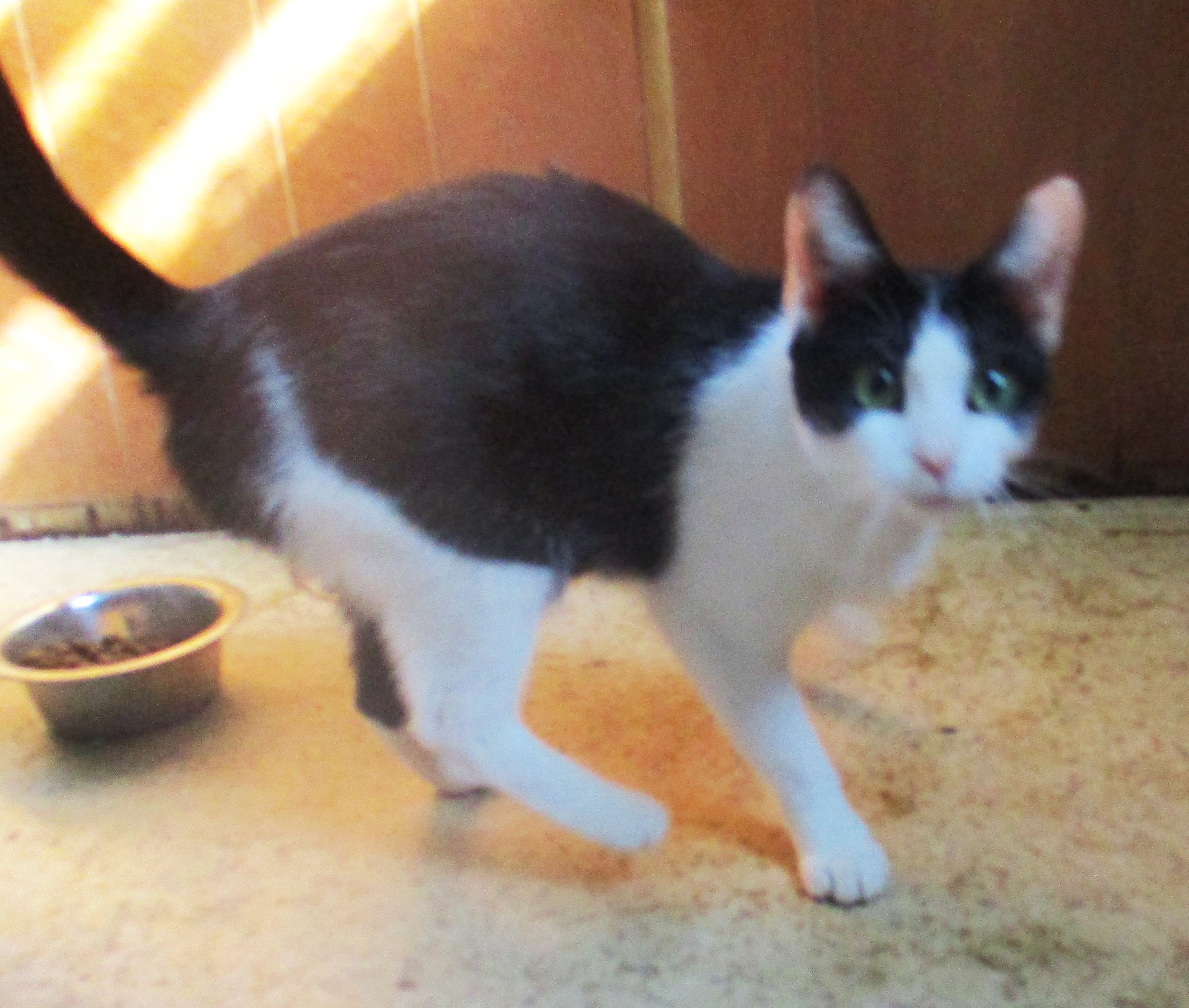 Enlarge ITSY BITSY, a Adoptable Domestic Short Hair in Troutman, NC image 1/6