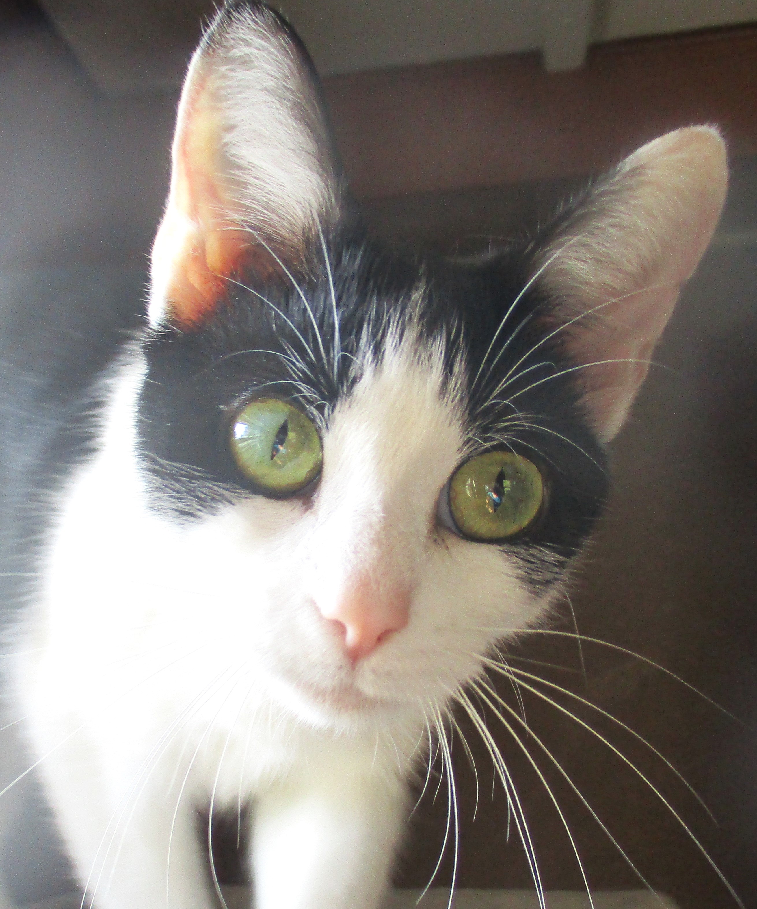 Enlarge ITSY BITSY, a Adoptable Domestic Short Hair in Troutman, NC image 2/6