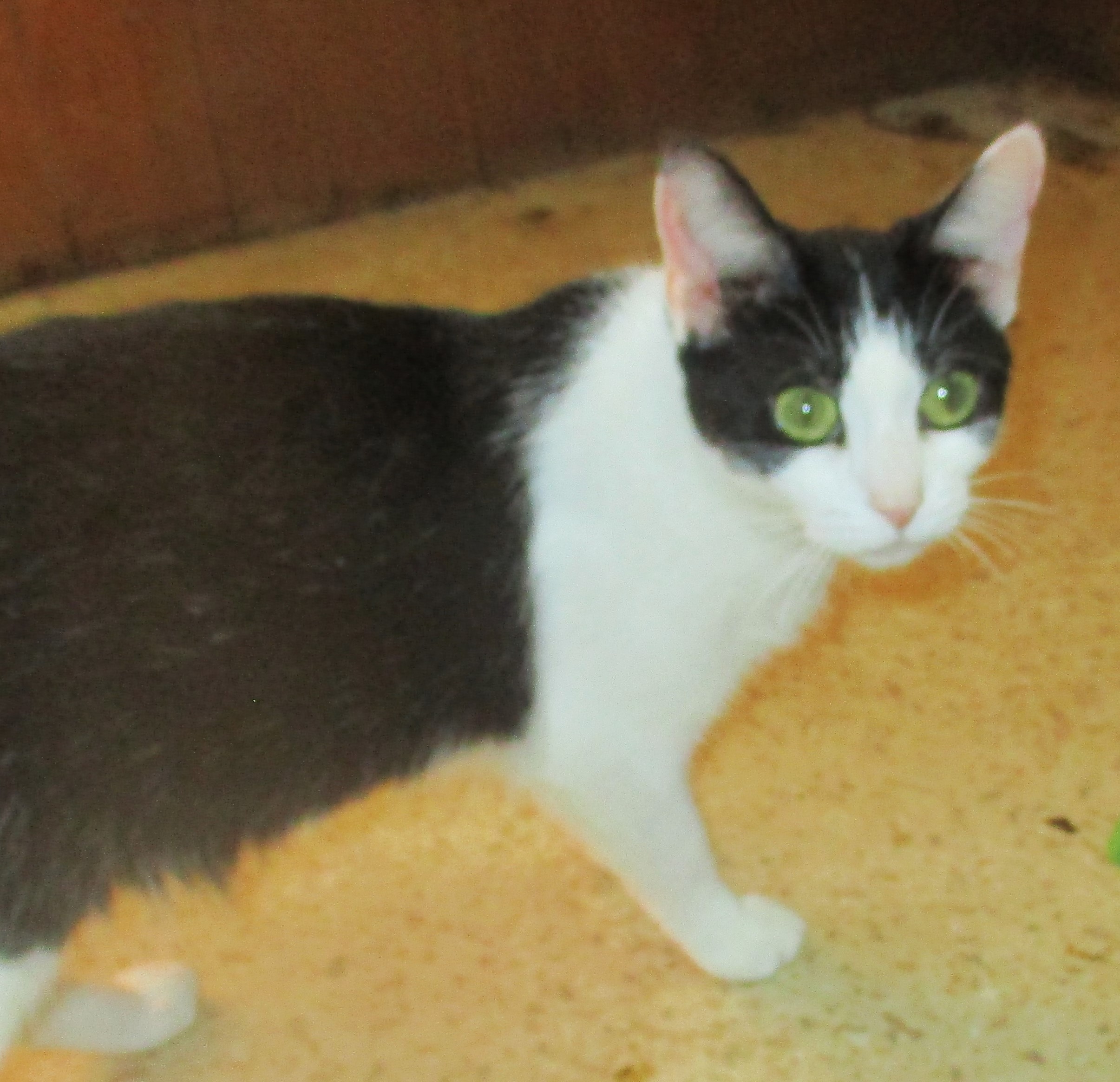 Enlarge ITSY BITSY, a Adoptable Domestic Short Hair in Troutman, NC image 6/6