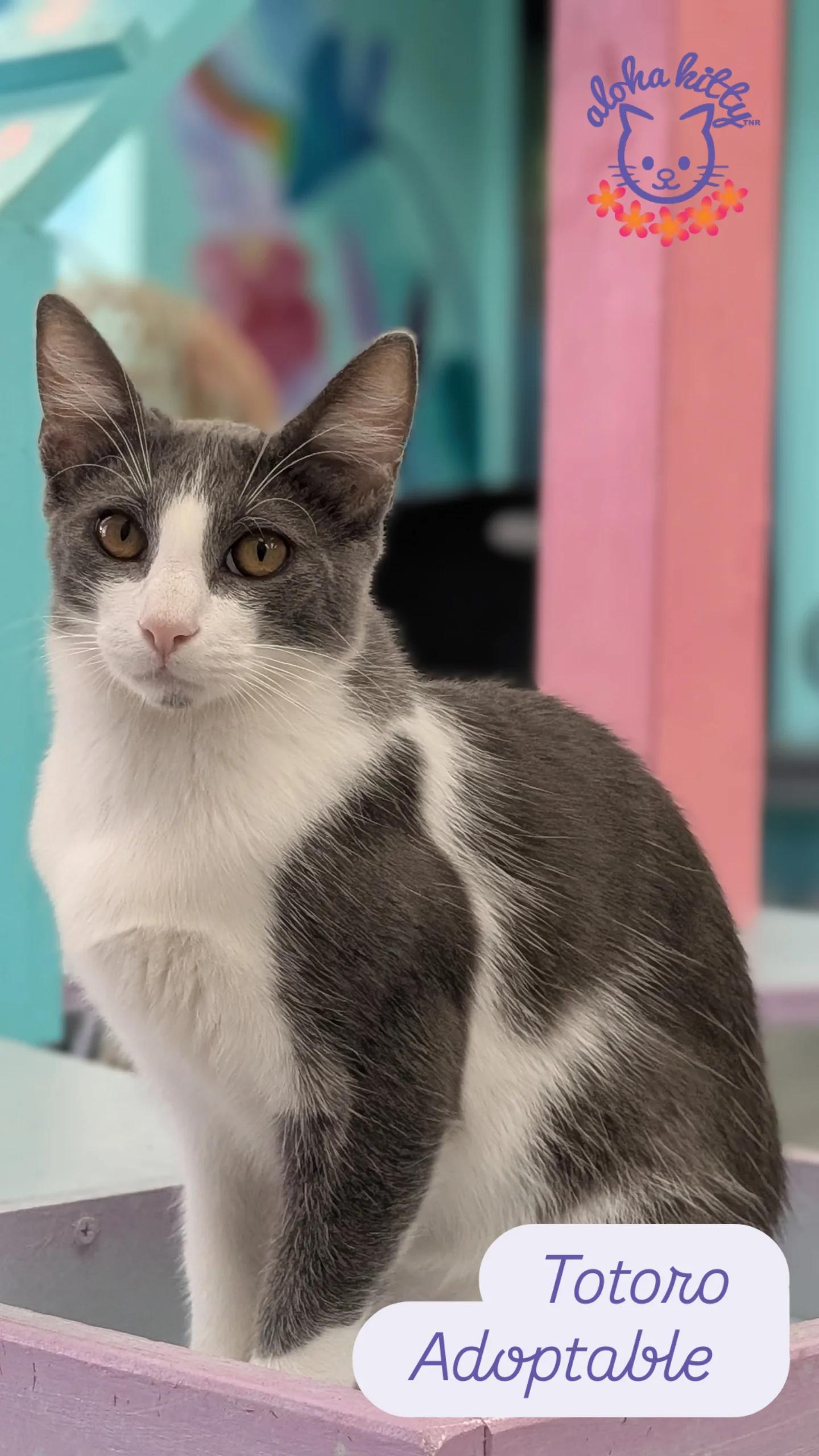 Enlarge Totoro, a Adoptable Domestic Short Hair in Honolulu, HI image 1/1