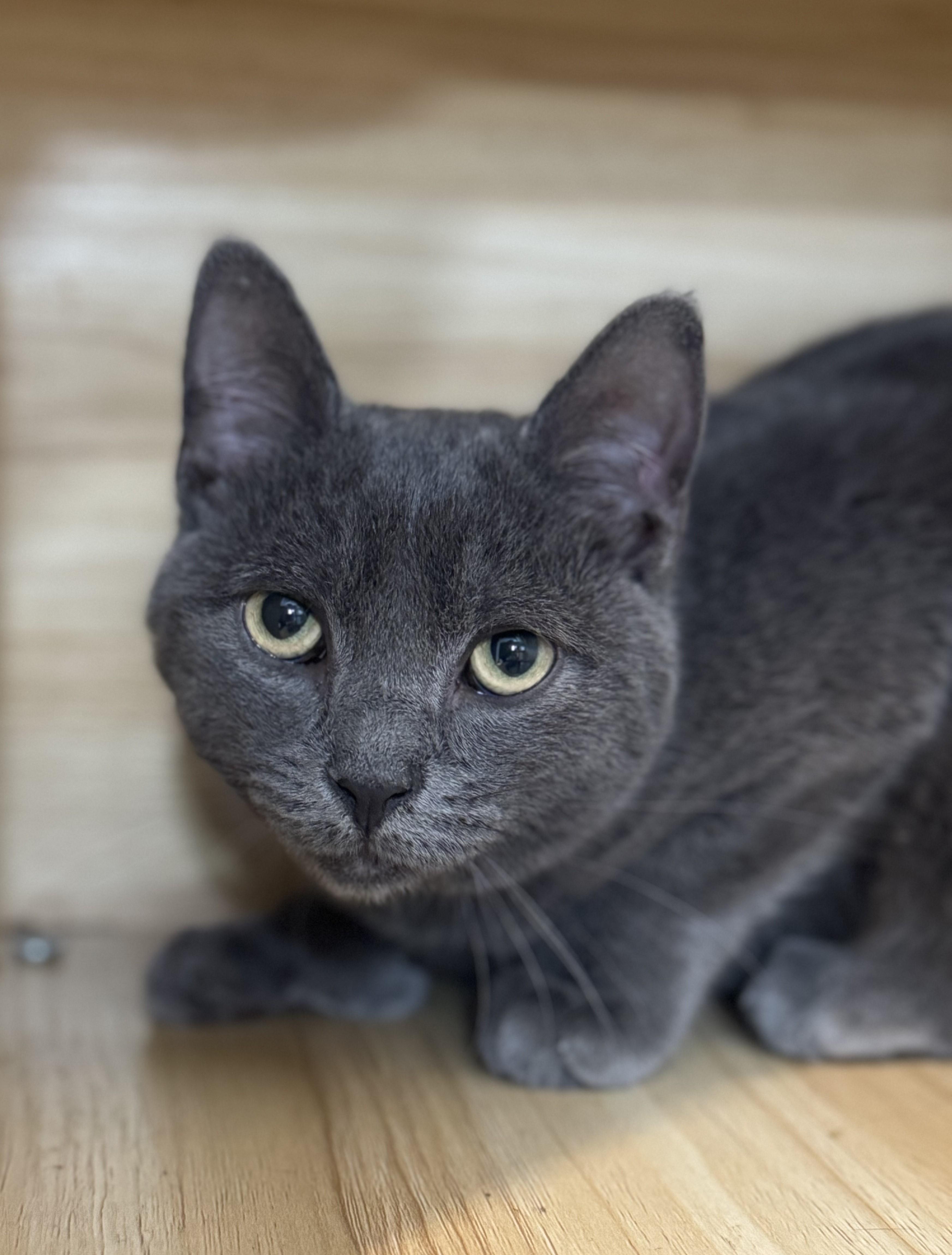 Enlarge Kieran, a Adoptable Domestic Short Hair in New Haven, CT image 1/1