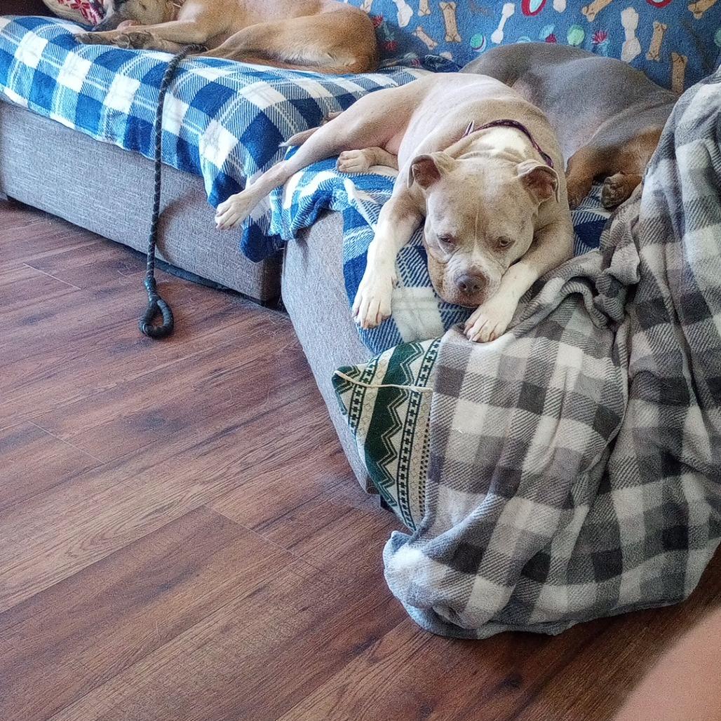 Polly Pocket — thumbnail 2