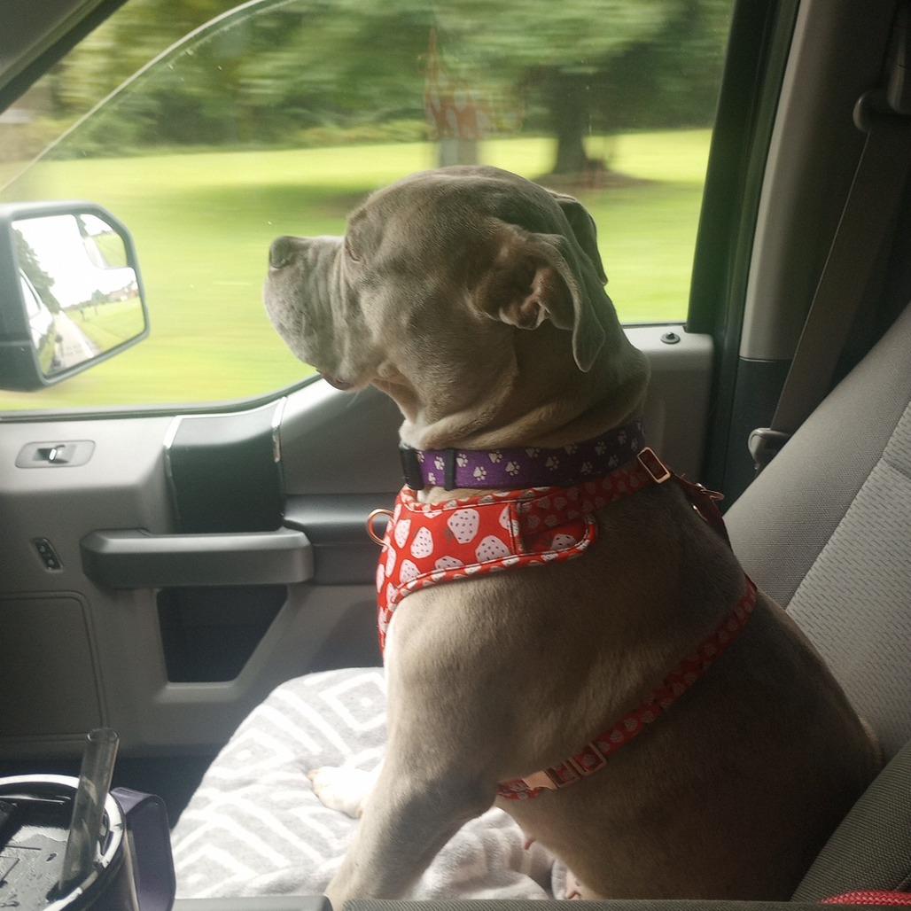 Enlarge Polly Pocket, a Adoptable Mixed Breed in Windsor, VA image 3/4