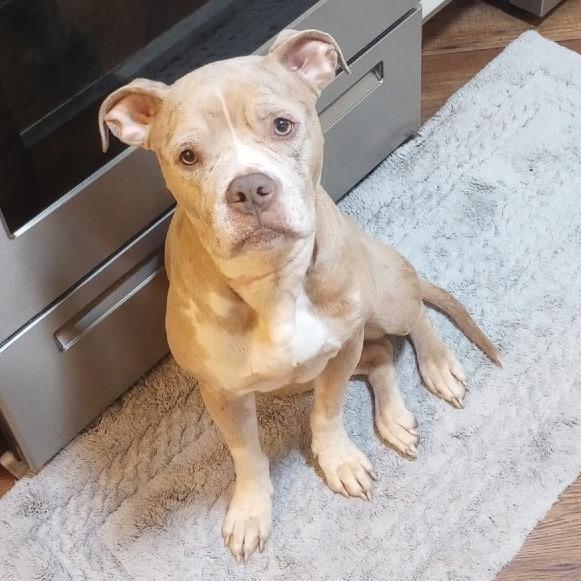 Polly Pocket, a Adoptable Mixed Breed in Windsor, VA image 1/2