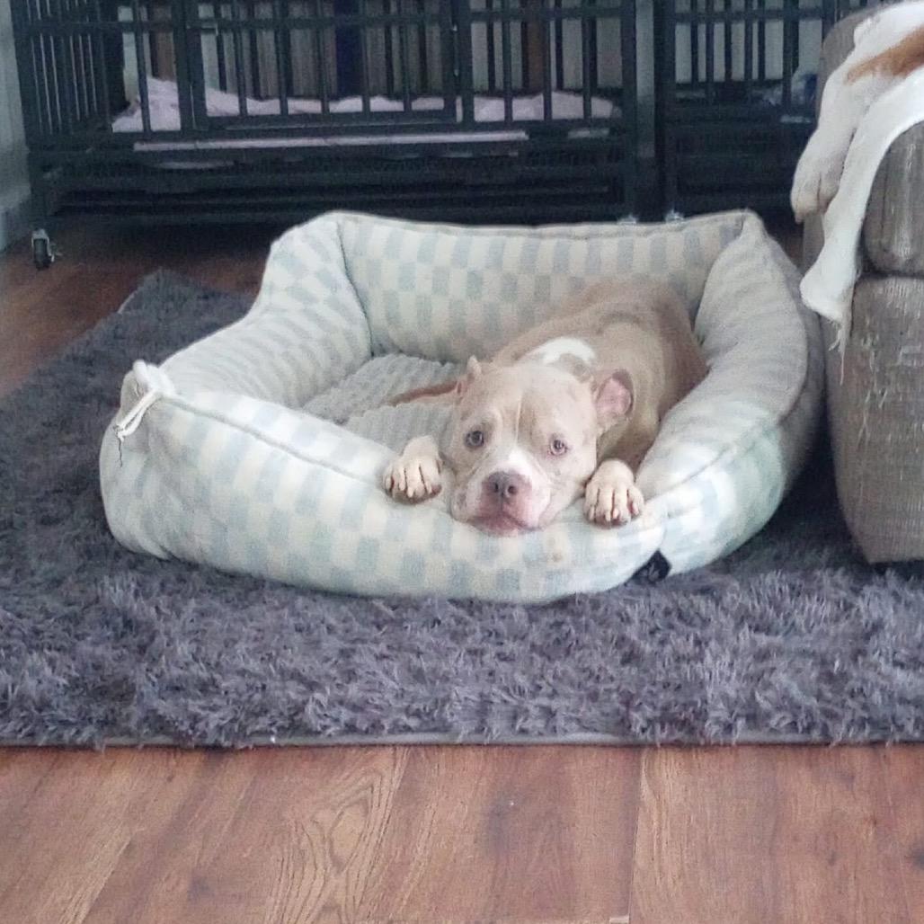 Polly Pocket, a Adoptable Mixed Breed in Windsor, VA image 2/2