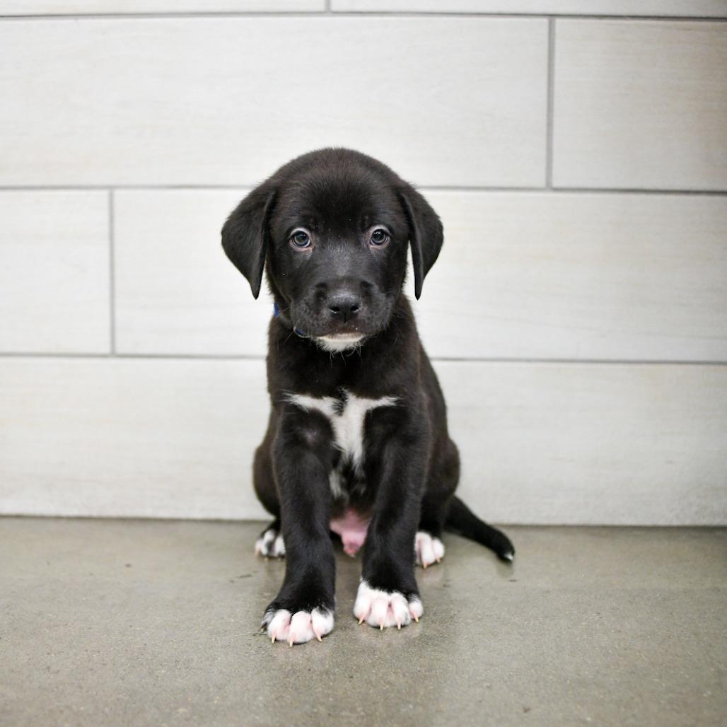 Enlarge Nitro, a Adoptable mixed breed in West Jordan, UT image 1/1