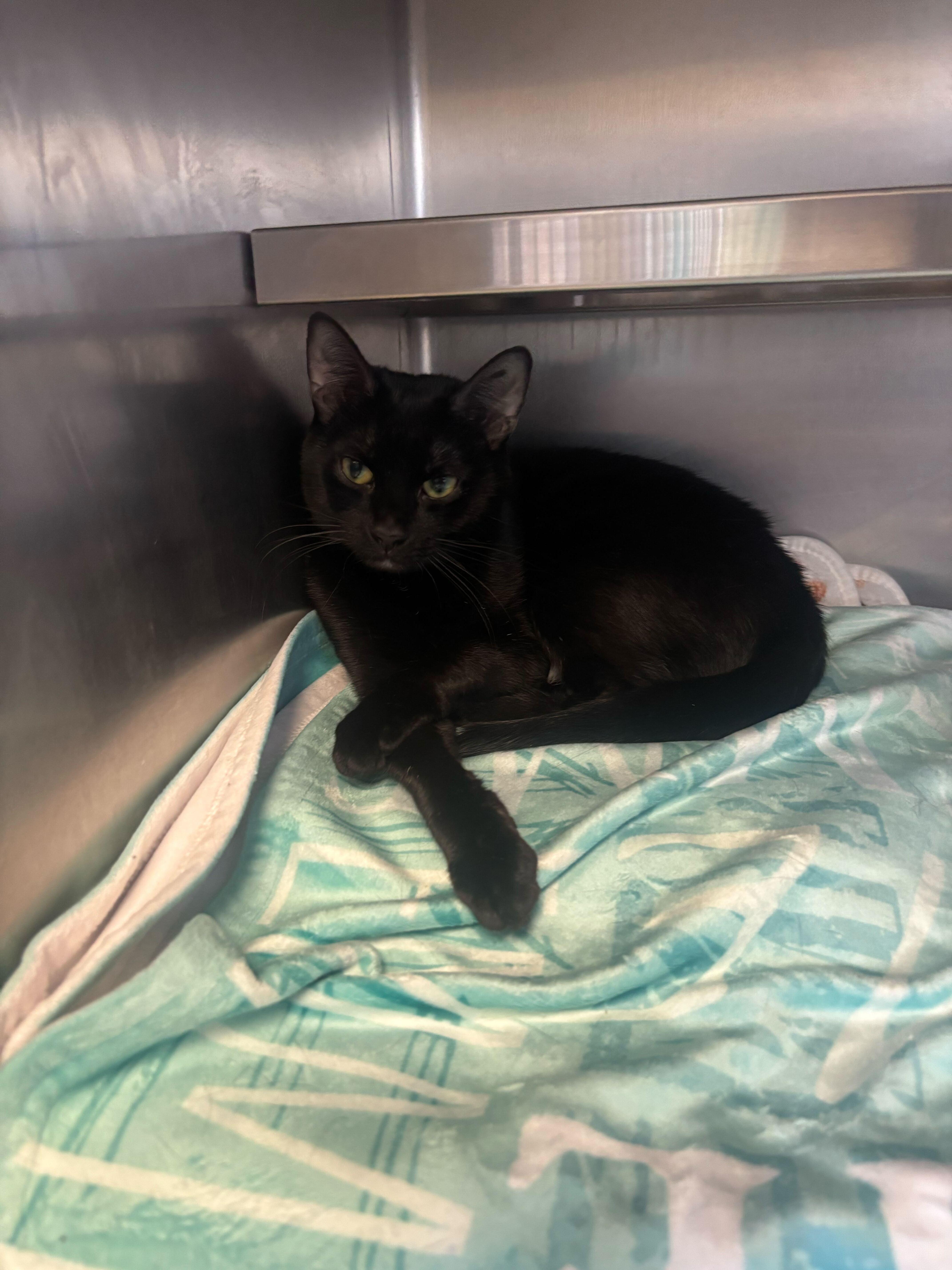 Enlarge The Real Slim Shady, a ADOPTABLE Domestic Short Hair in Manchester, NH image 1/1