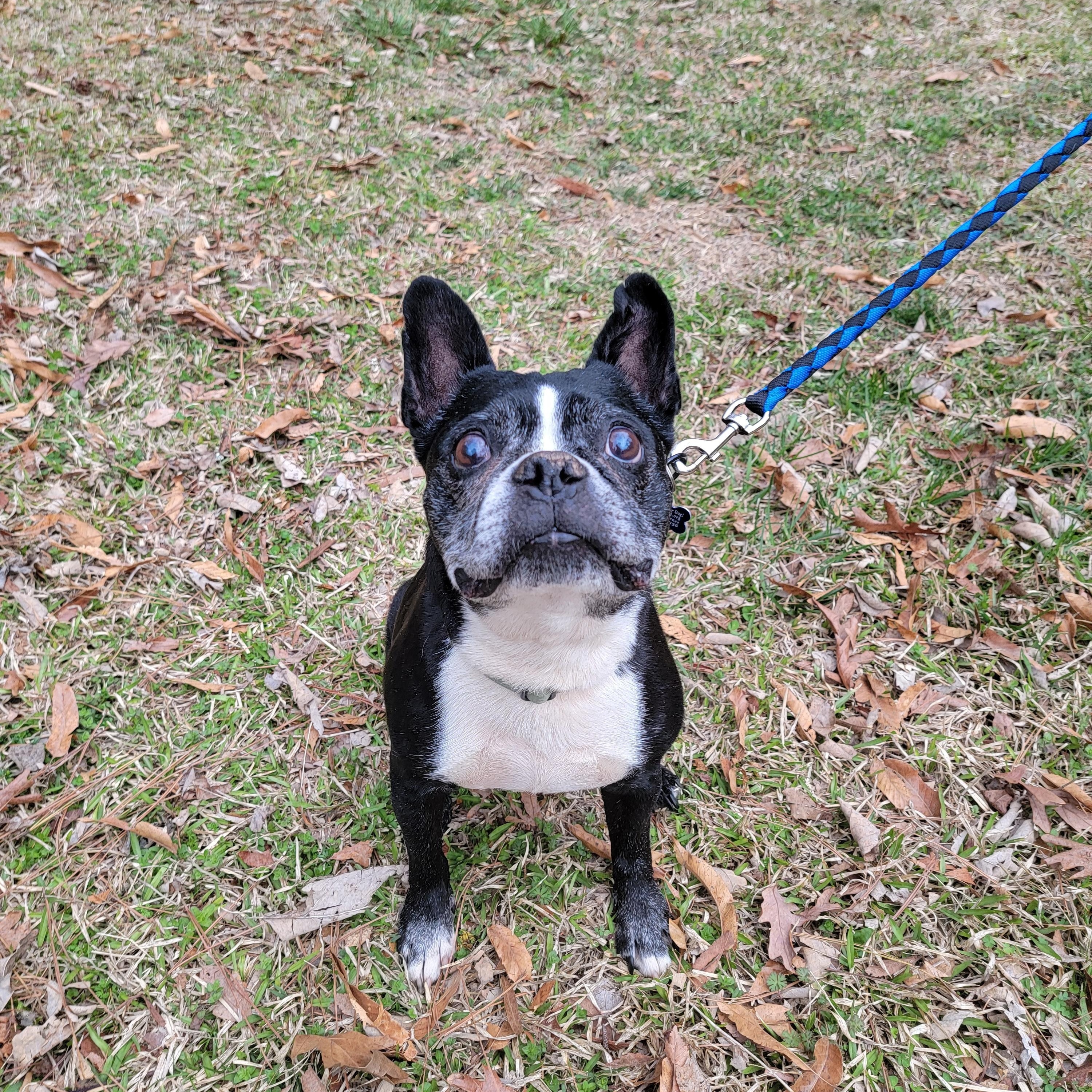 Enlarge Reginald, a ADOPTABLE Boston Terrier in Charlotte, NC image 2/4