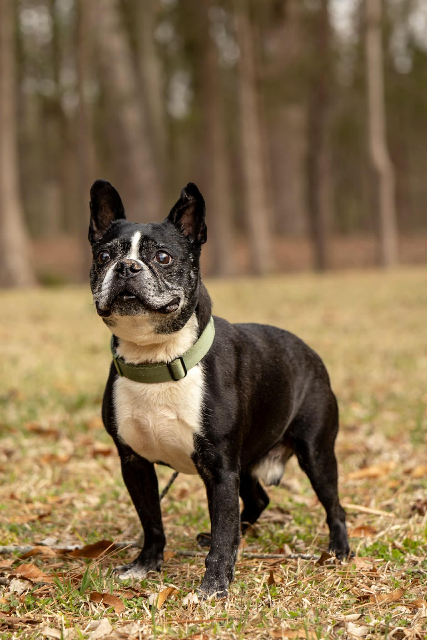 Reginald, ADOPTABLE, Senior Male Boston Terrier.