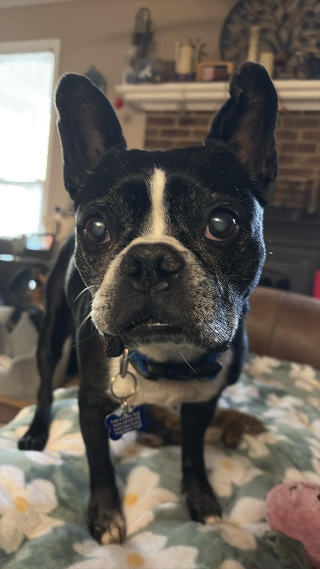 Reginald, ADOPTABLE, Senior Male Boston Terrier.