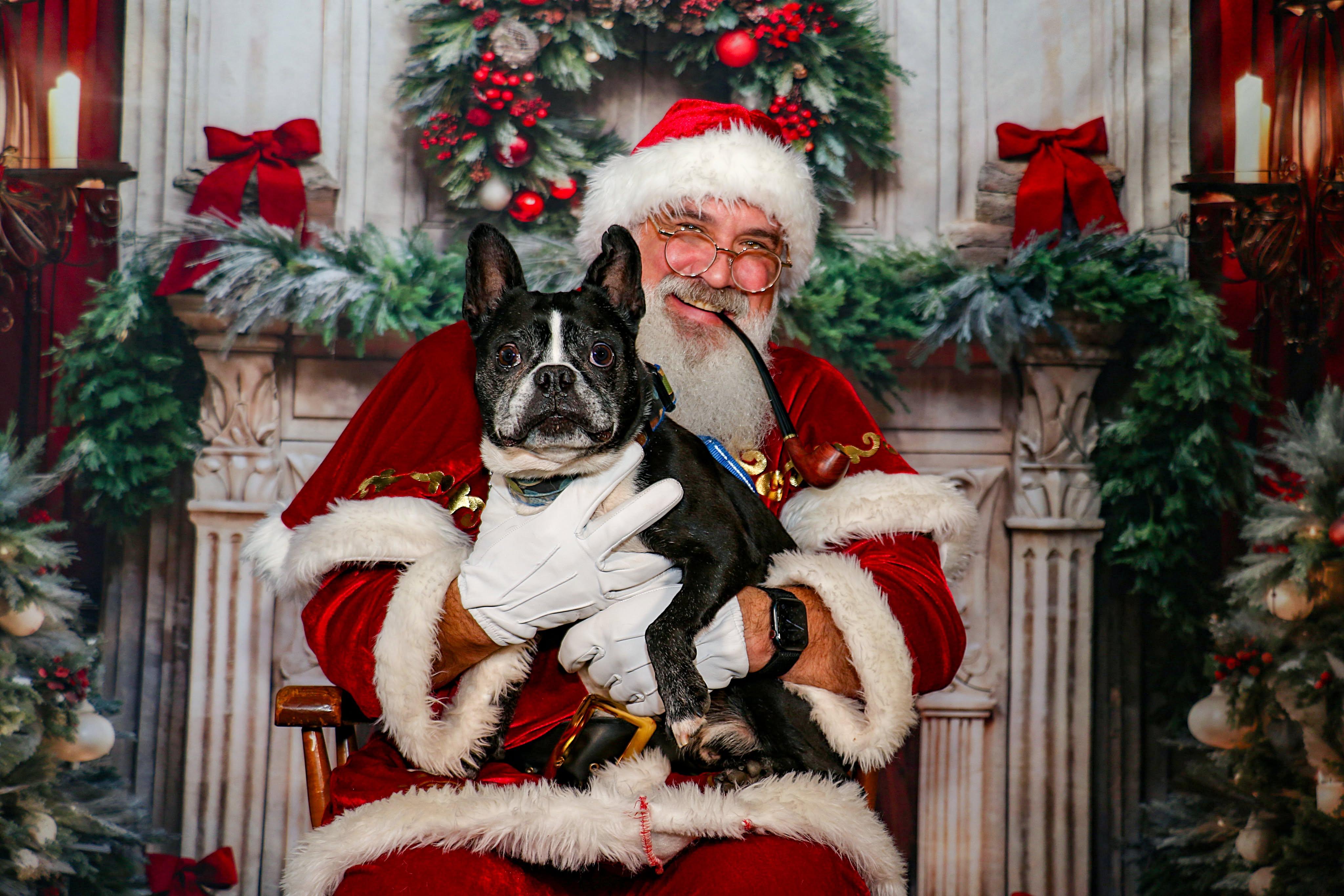 Enlarge Reginald, a ADOPTABLE Boston Terrier in Charlotte, NC image 2/2