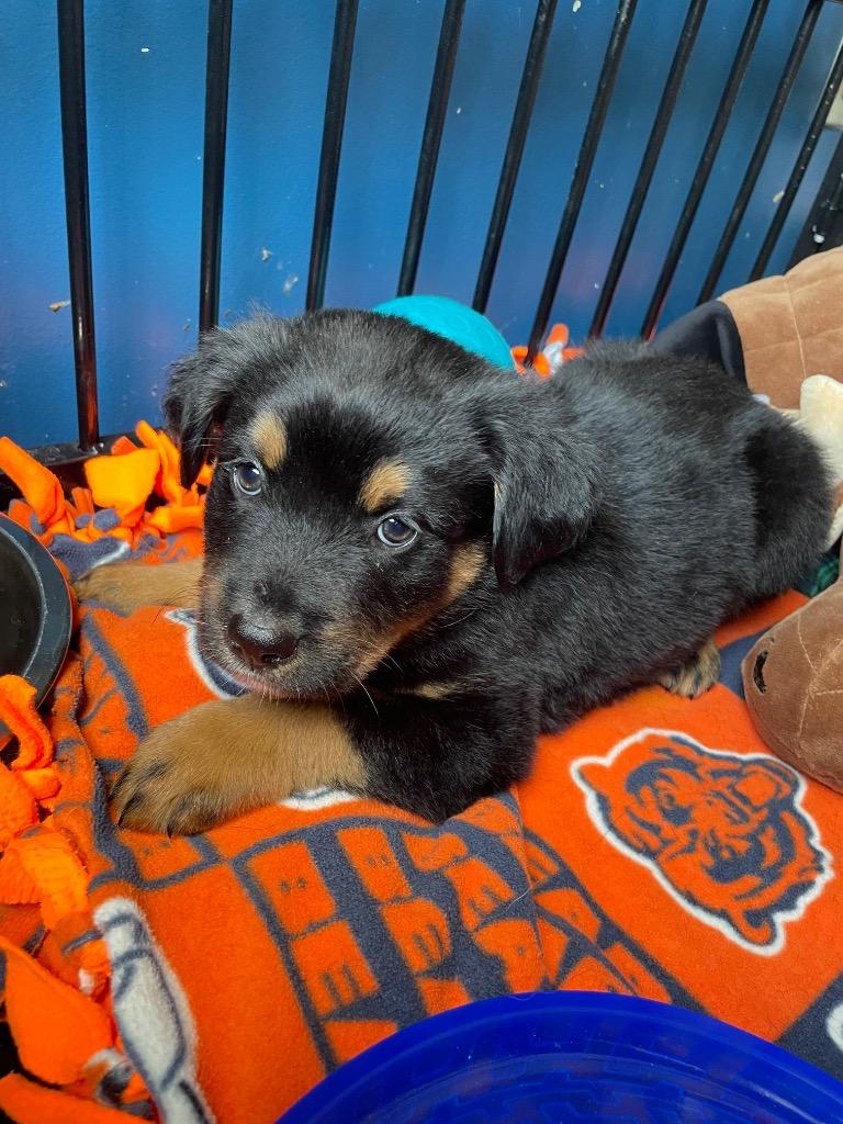 Thunder, adopted, Puppy Male Rottweiler.