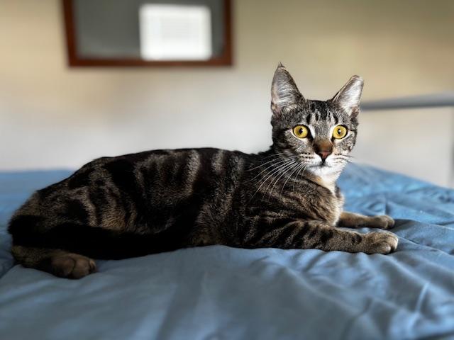 Enlarge Teddy, a Adoptable Domestic Short Hair in Lafayette, LA image 4/5