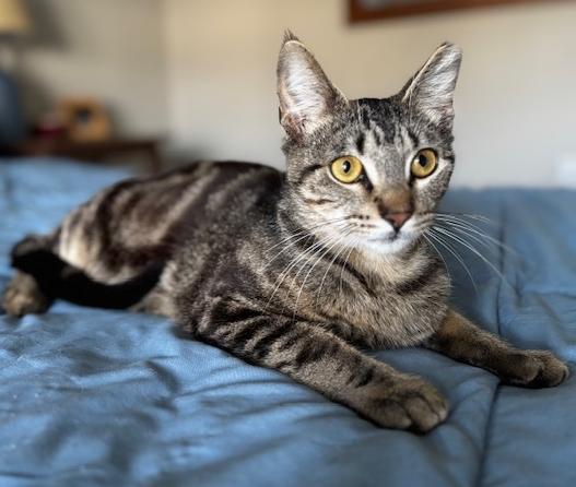 Teddy, Adoptable, Young Male Domestic Short Hair.