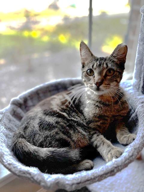 Enlarge Teddy, a Adoptable Domestic Short Hair in Lafayette, LA image 3/5