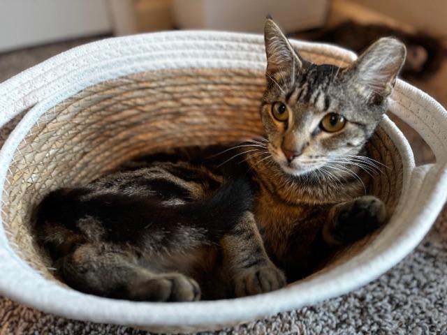 Enlarge Teddy, a Adoptable Domestic Short Hair in Lafayette, LA image 2/5