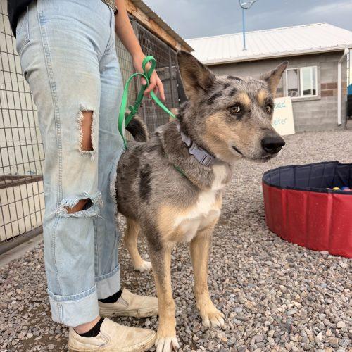 Pearl, Adoptable, Young Female Mixed Breed.