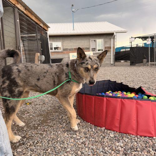 Enlarge Pearl, a Adoptable mixed breed in Dillon, MT image 2/3