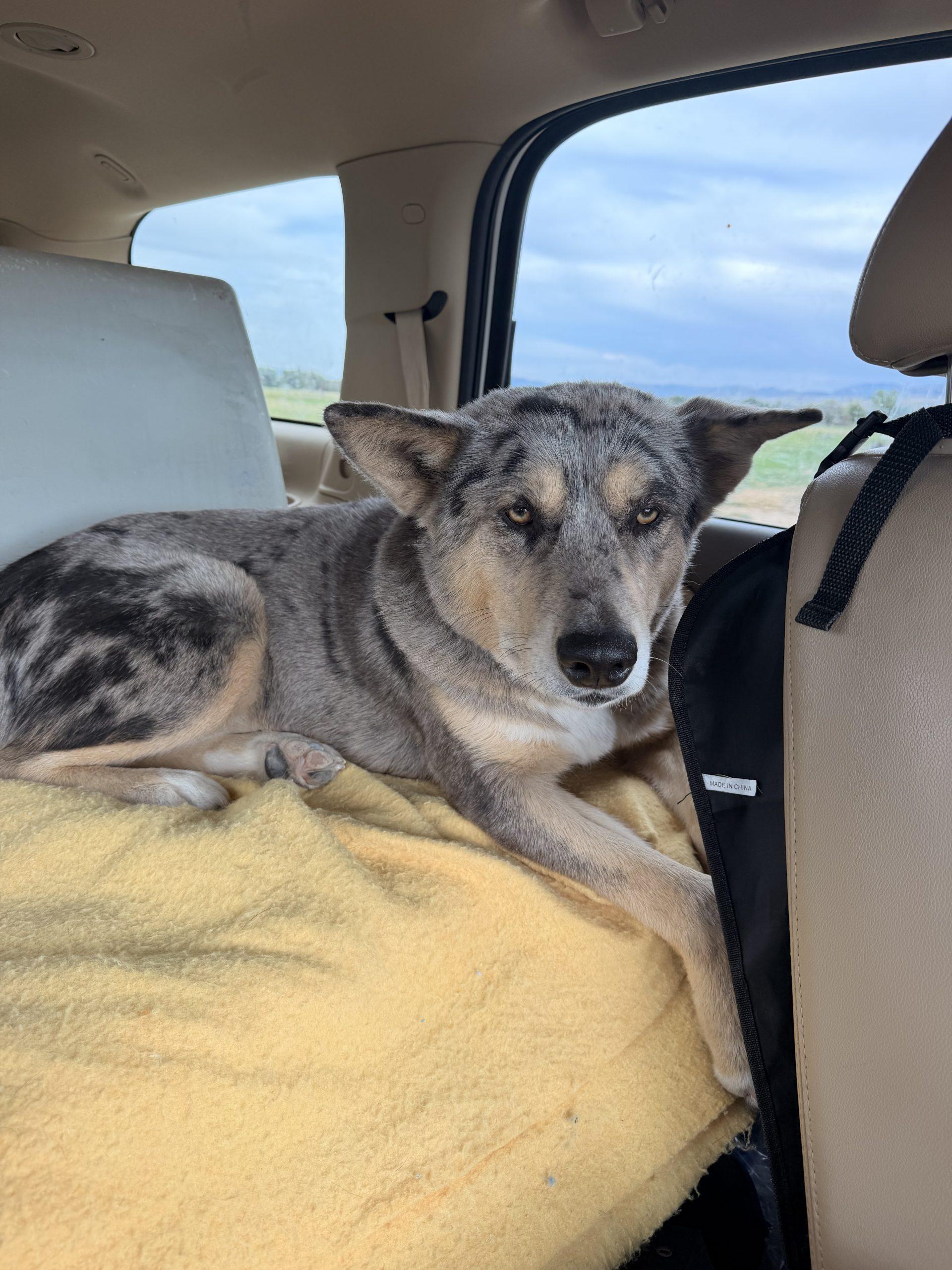 Enlarge Pearl, a Adoptable mixed breed in Dillon, MT image 3/3