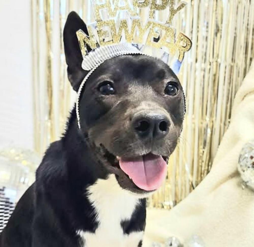 Fawn, Adoptable, Young Female Labrador Retriever.