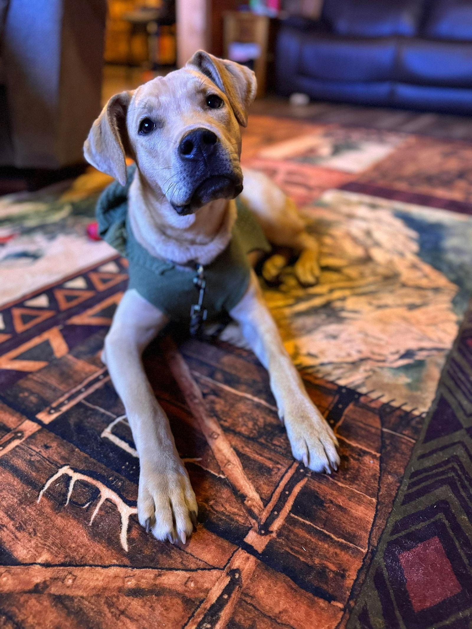 Odie, Adoptable, Young Male Labrador Retriever & Pit Bull Terrier.