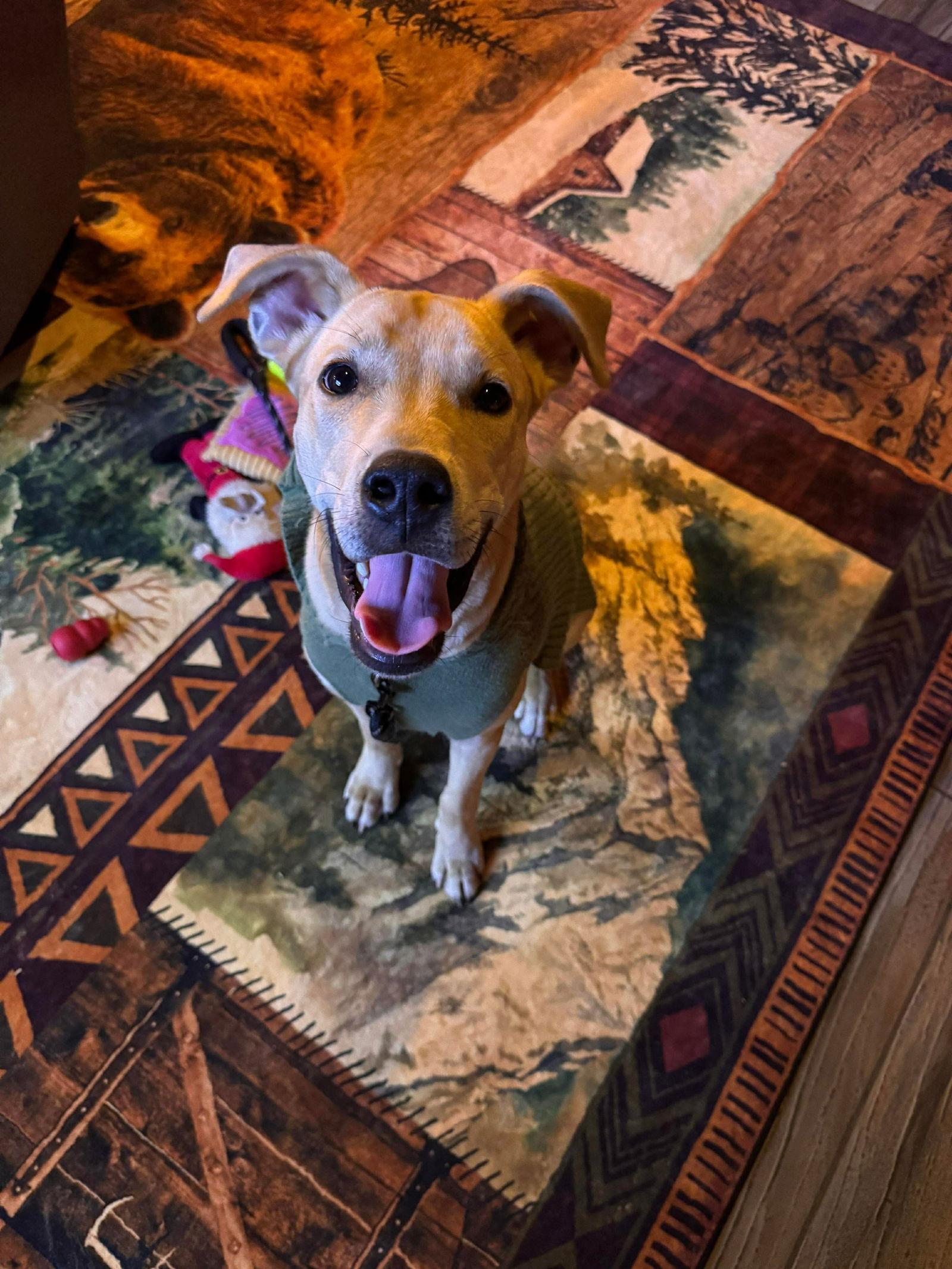 Enlarge Odie, a Adoptable mixed breed in Duluth, MN image 3/3