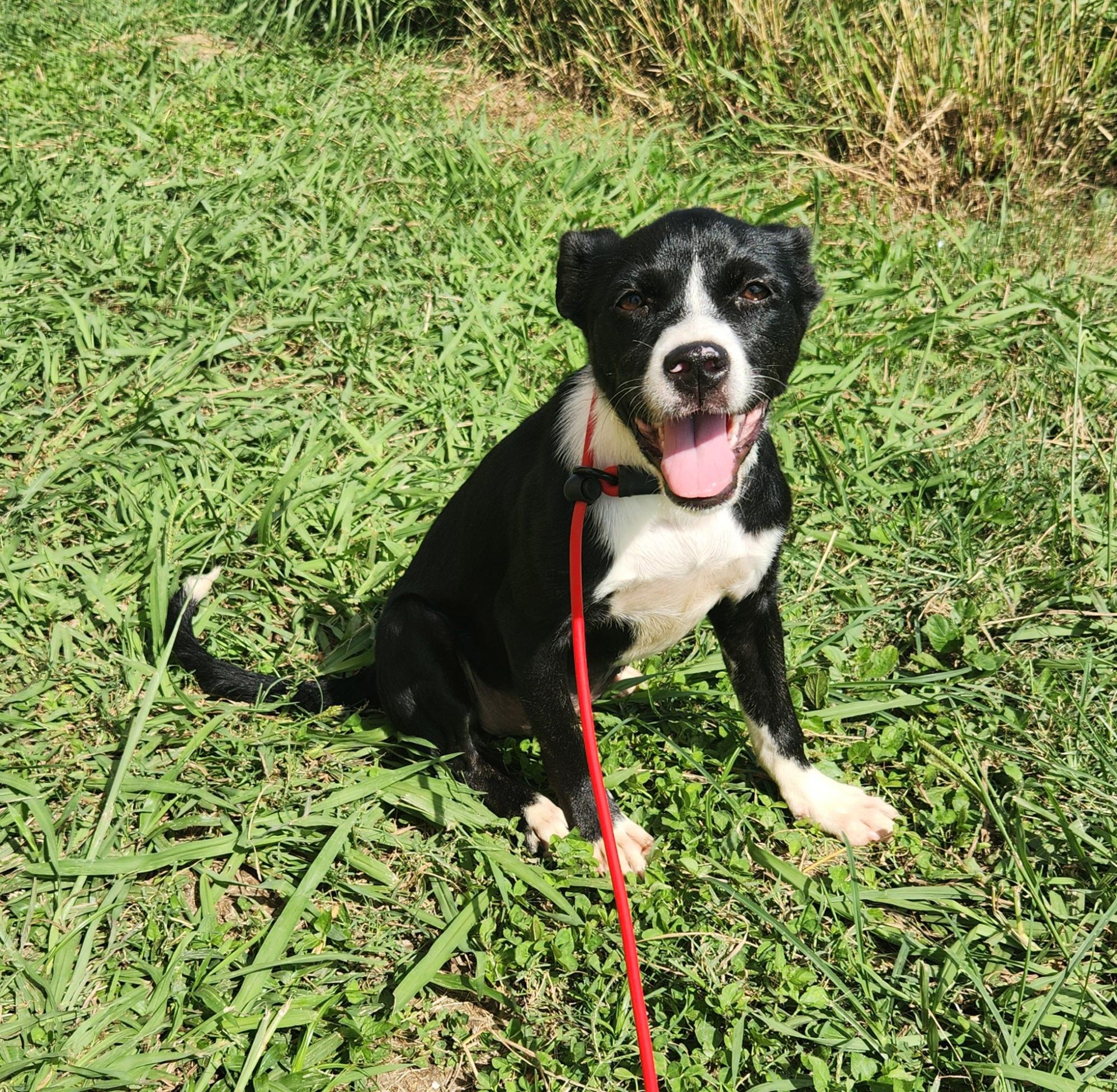 Enlarge Olivia , a ADOPTABLE mixed breed in Baton Rouge, LA image 3/5