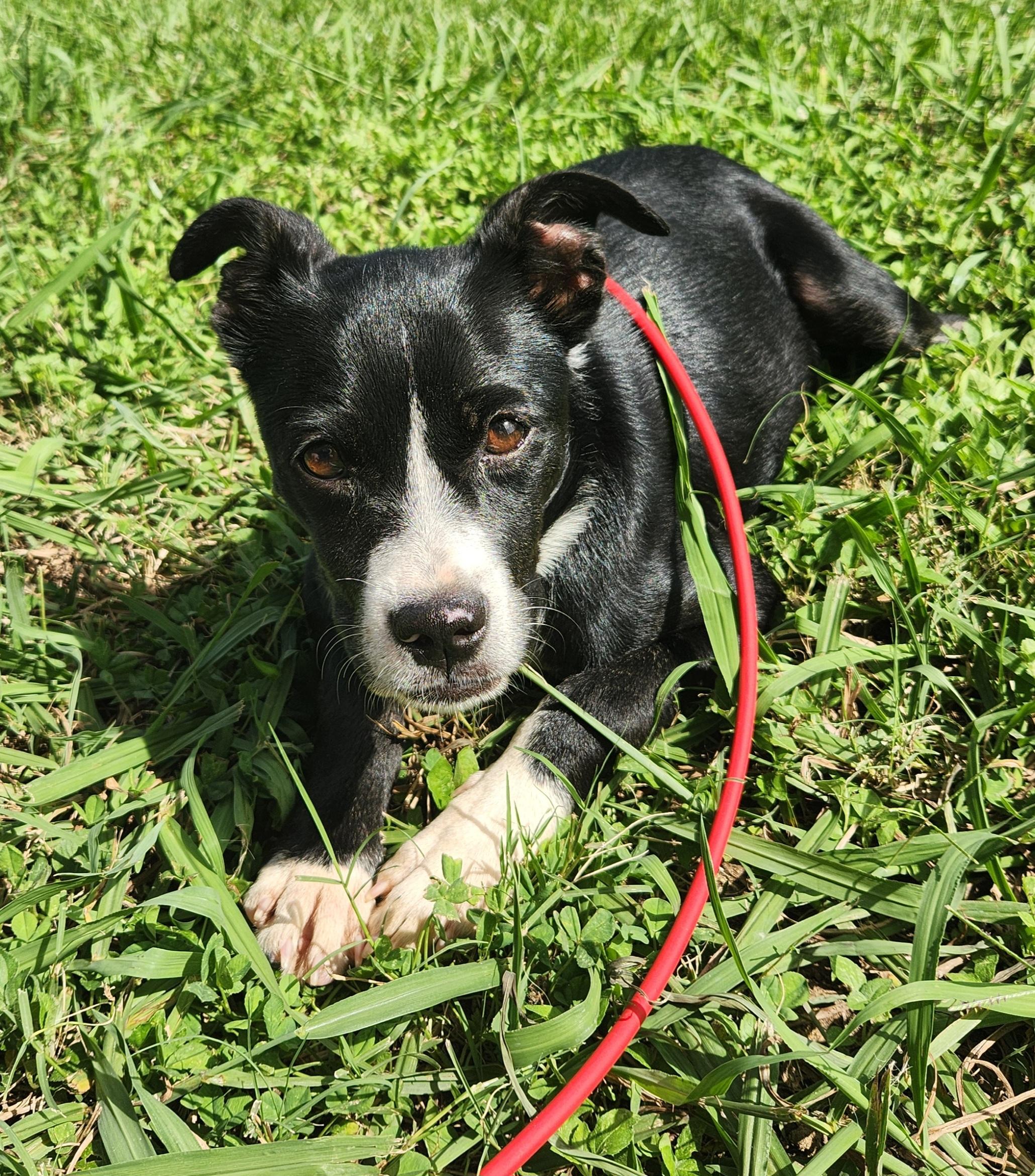 Olivia , ADOPTABLE, Puppy Female Pit Bull Terrier.