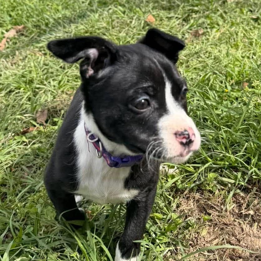 Olivia , ADOPTABLE, Puppy Female Pit Bull Terrier.