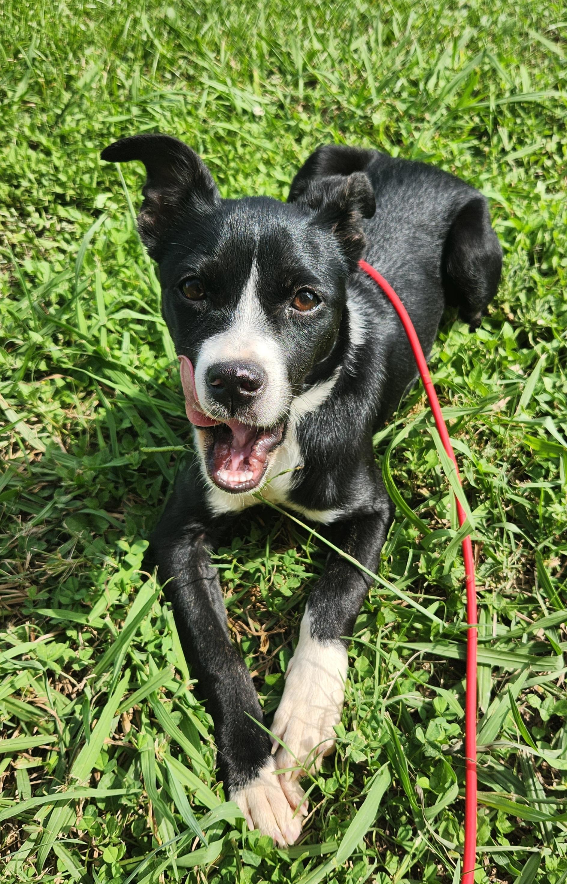 Enlarge Olivia , a ADOPTABLE mixed breed in Baton Rouge, LA image 5/5