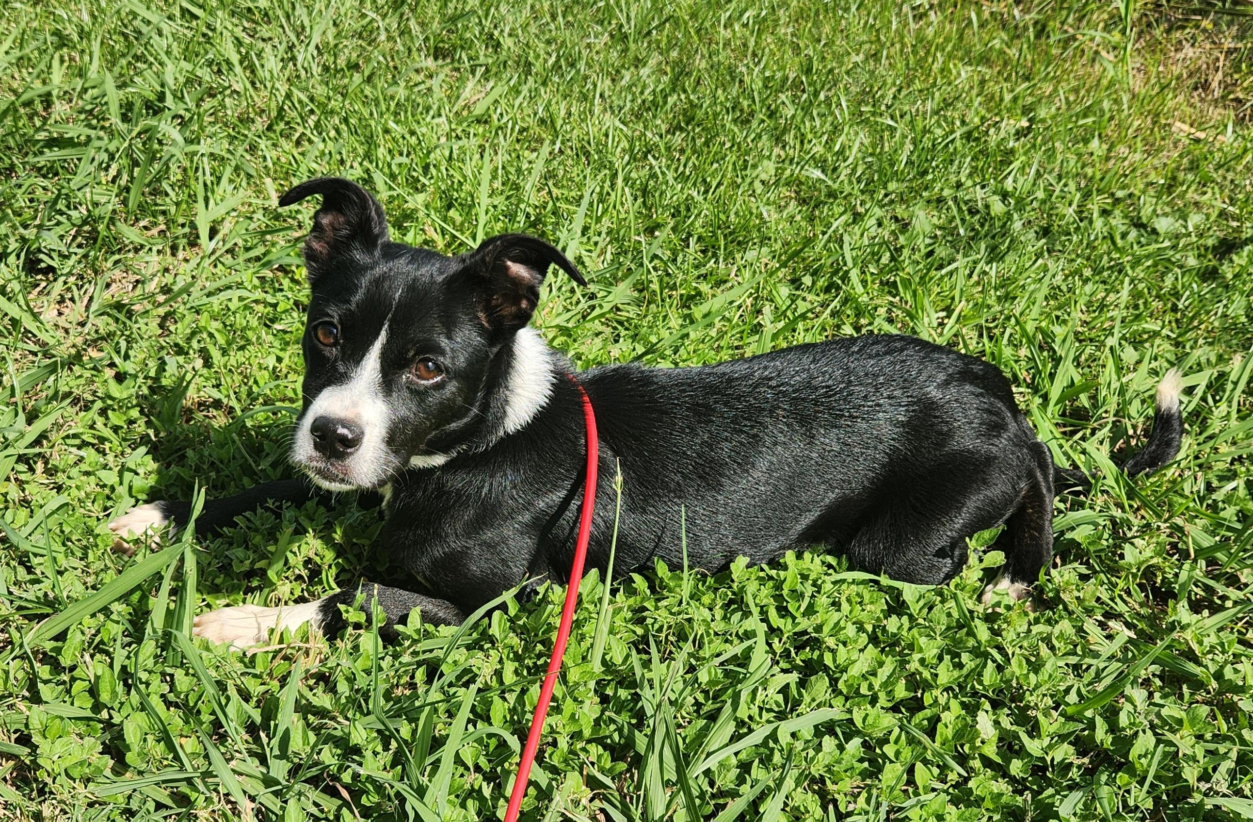 Enlarge Olivia , a ADOPTABLE mixed breed in Baton Rouge, LA image 2/5