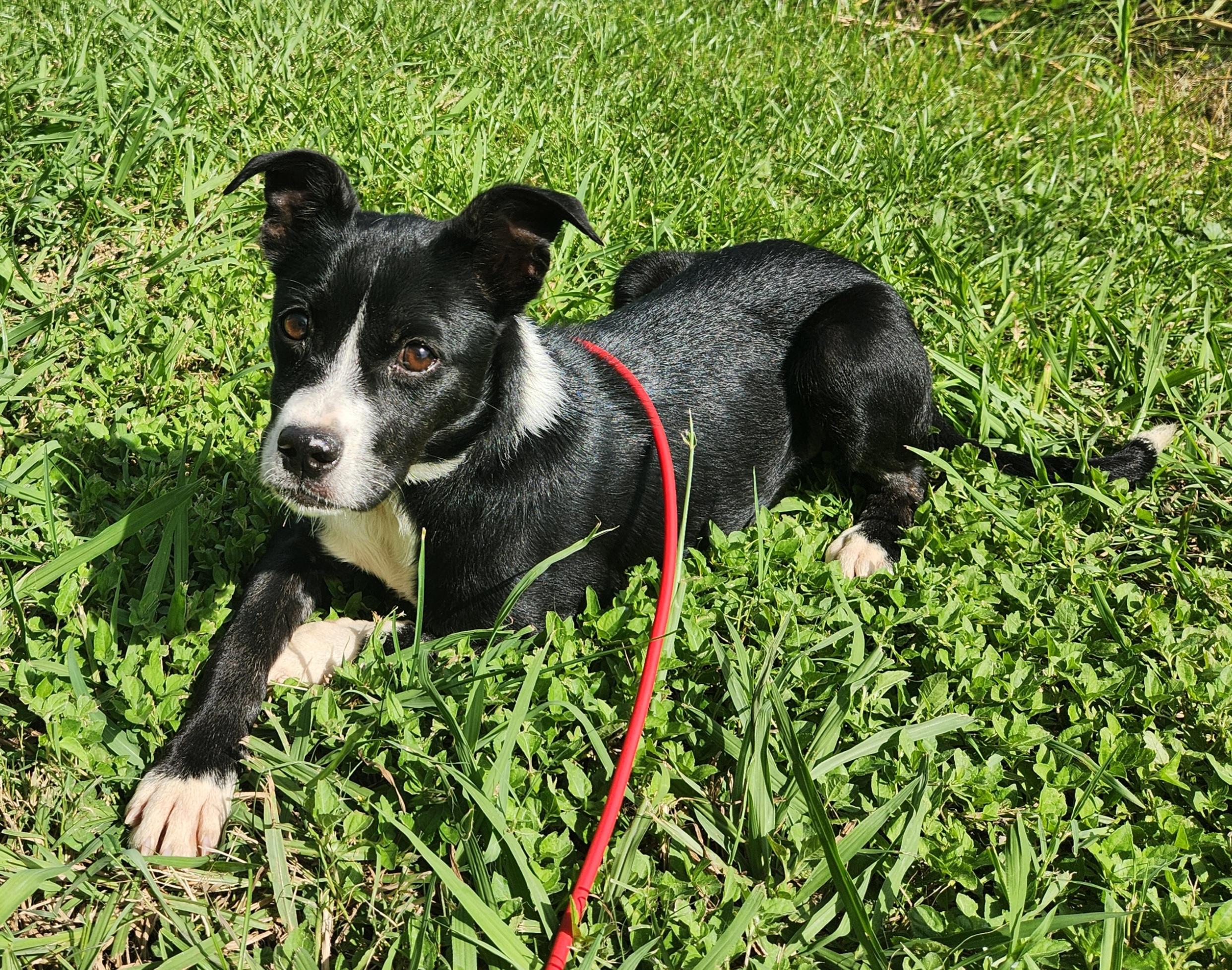 Enlarge Olivia , a ADOPTABLE mixed breed in Baton Rouge, LA image 4/5