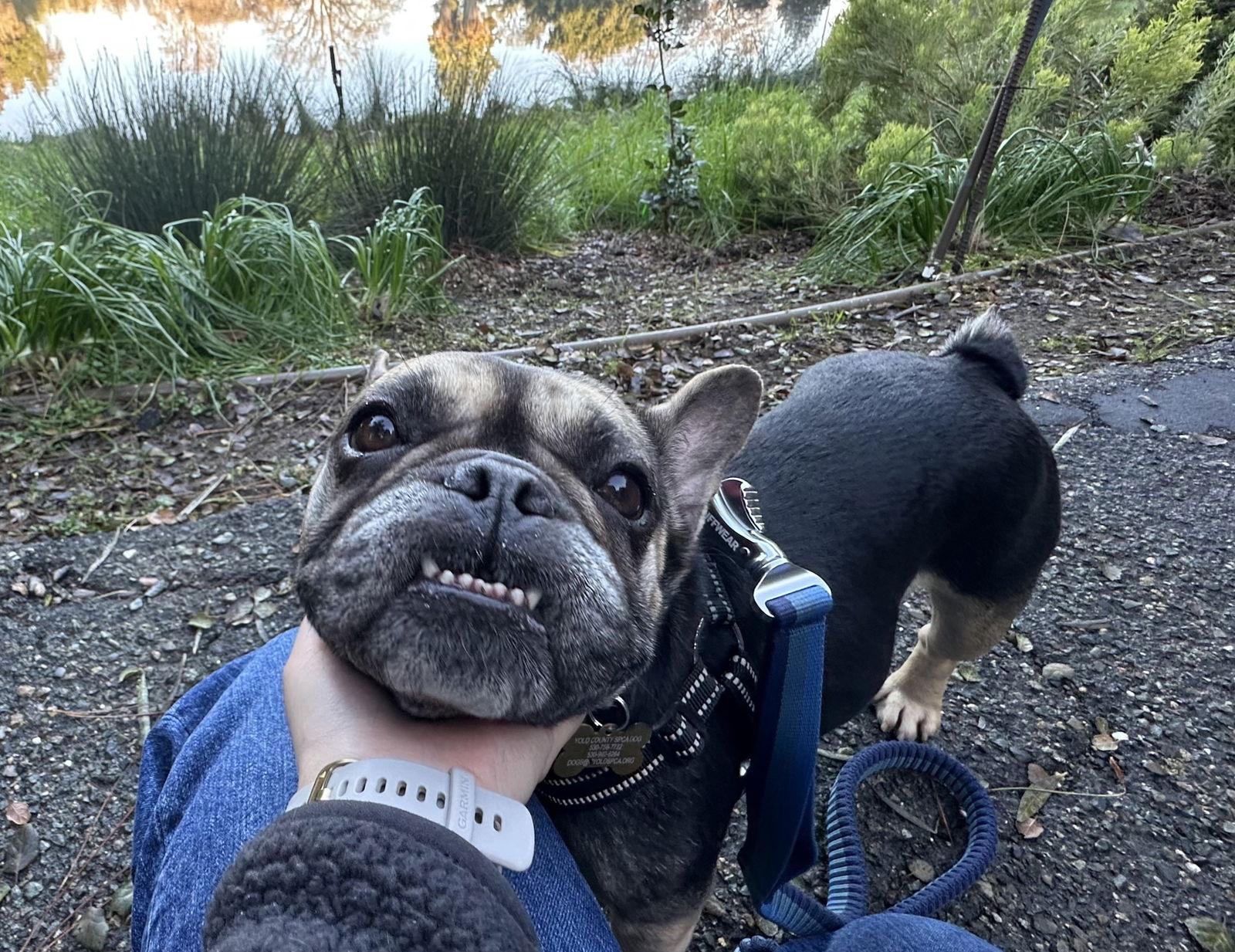 Enlarge Lady, a Adopted French Bulldog in Davis, CA image 2/3