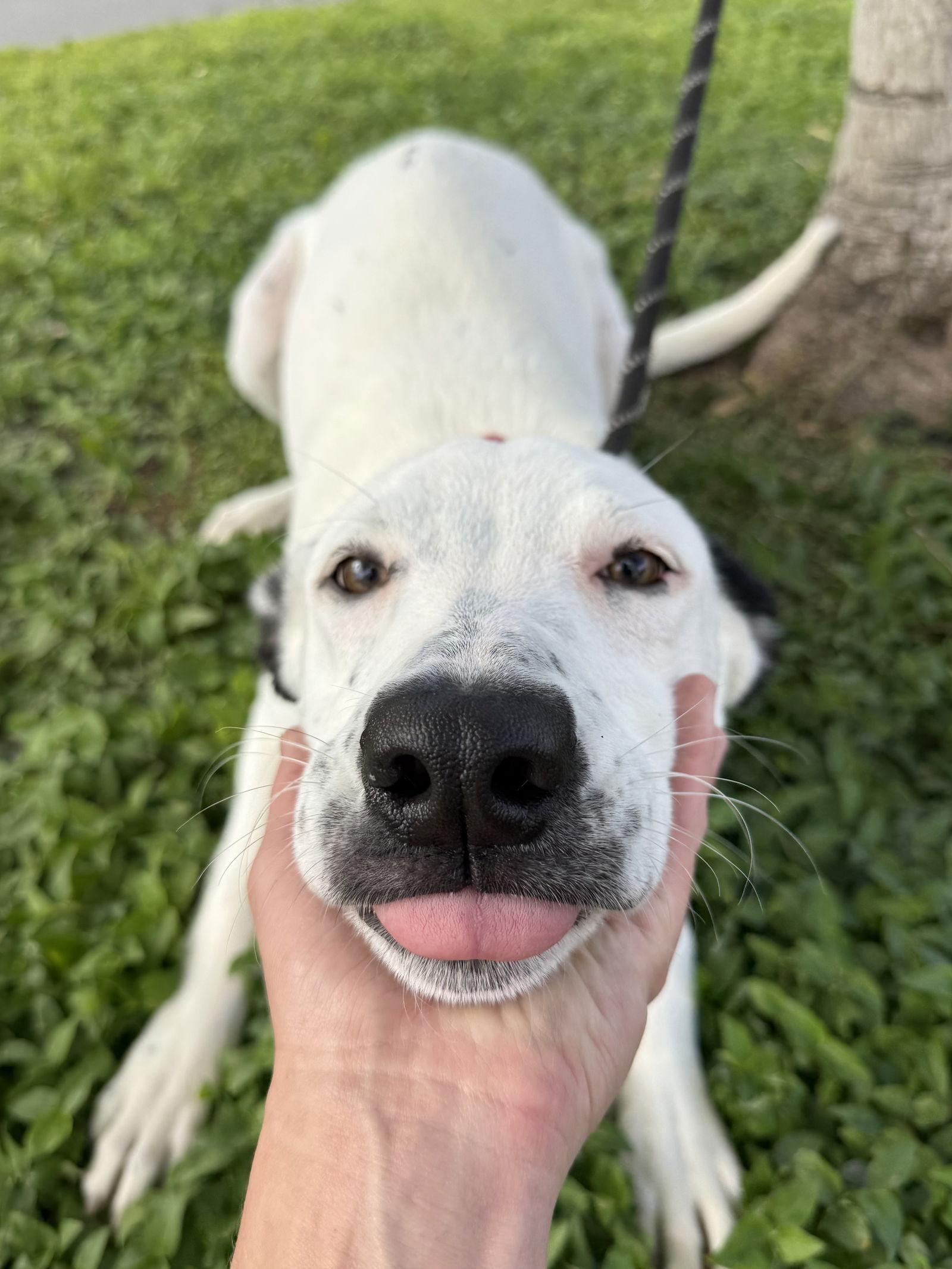 Clio, Adopted, Puppy Female Catahoula Leopard Dog & Labrador Retriever.