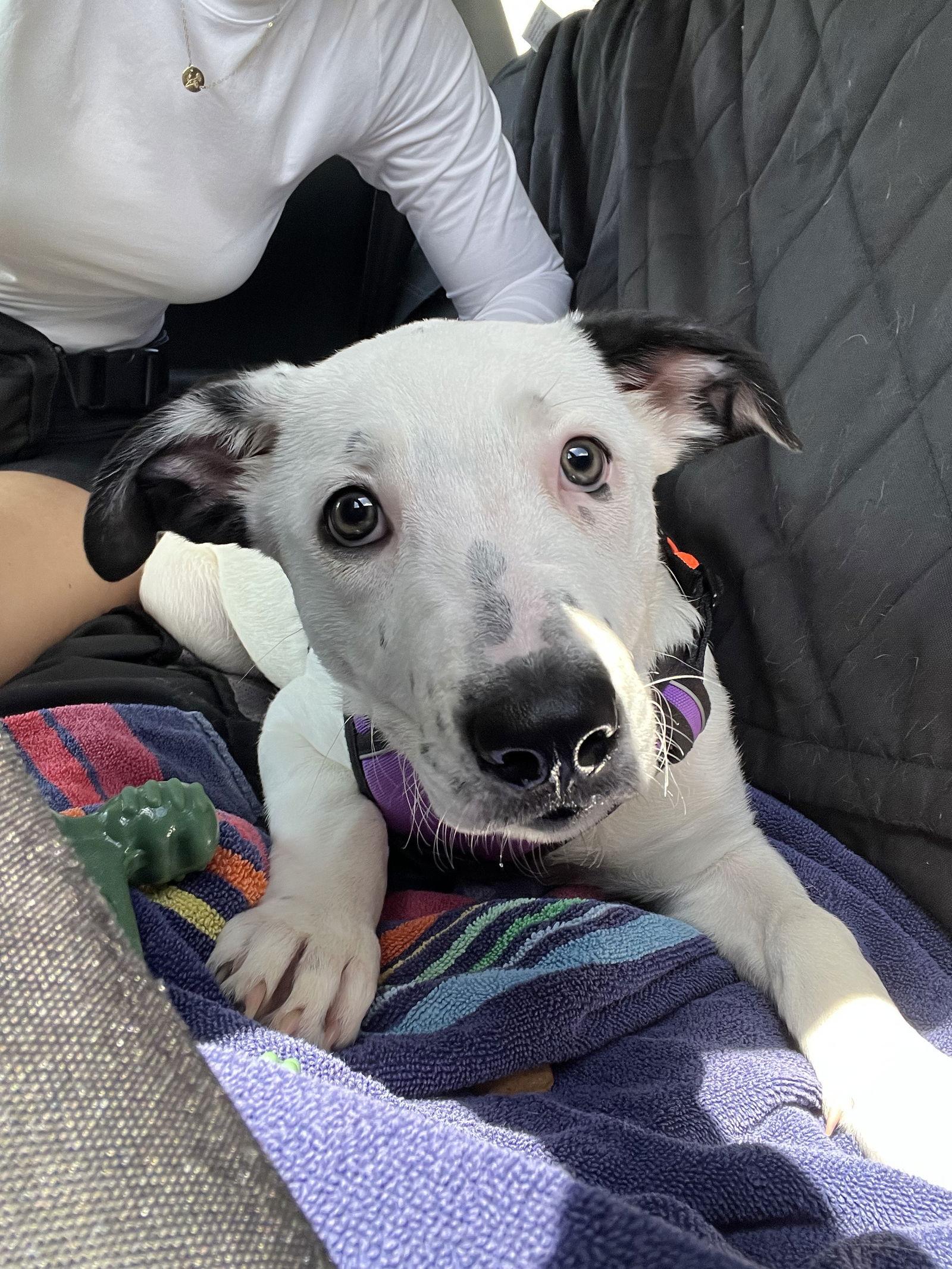 Enlarge Clio, a Adopted mixed breed in Sanford, FL image 2/3
