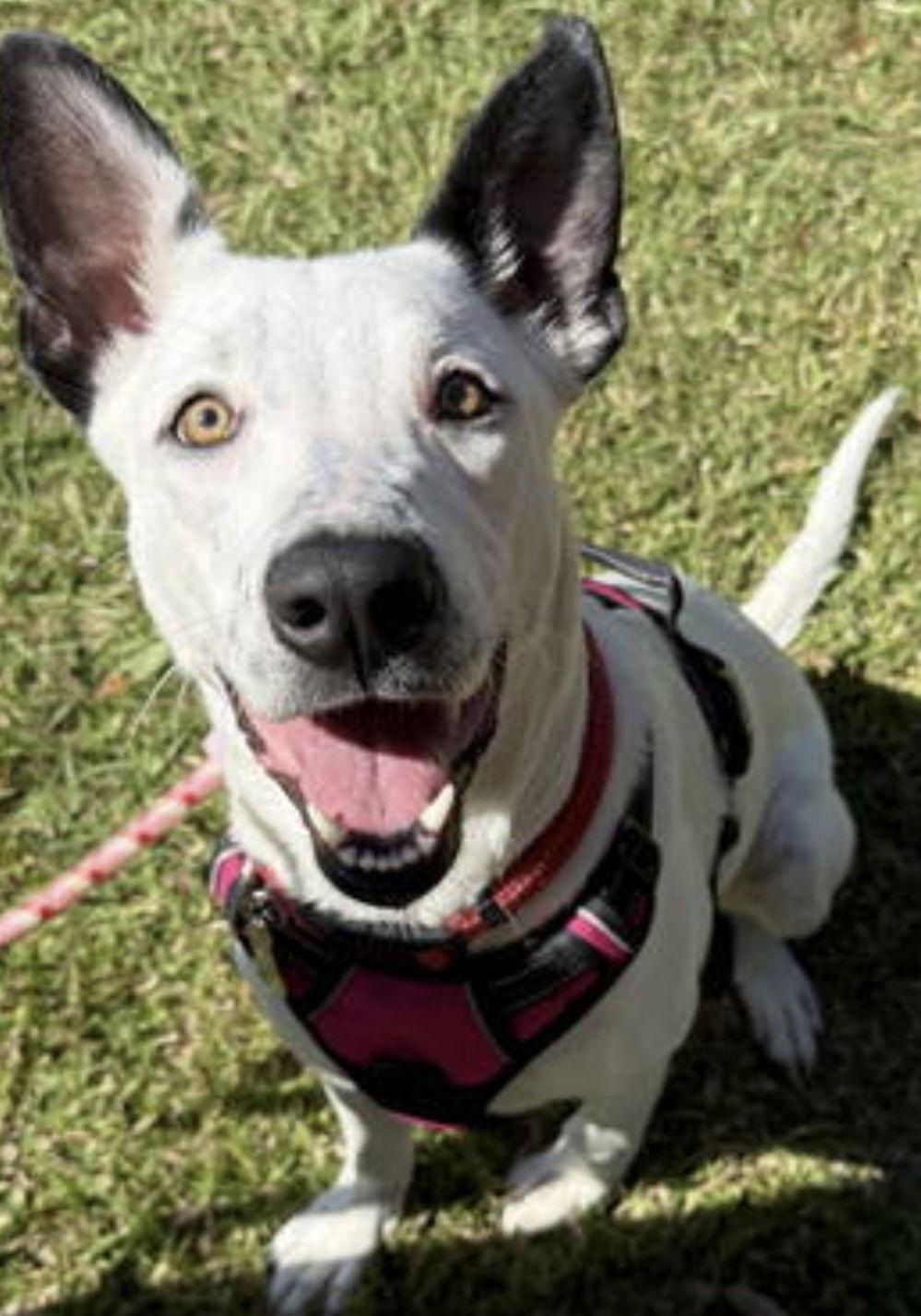 Enlarge Clio, a Adopted mixed breed in Sanford, FL image 3/3