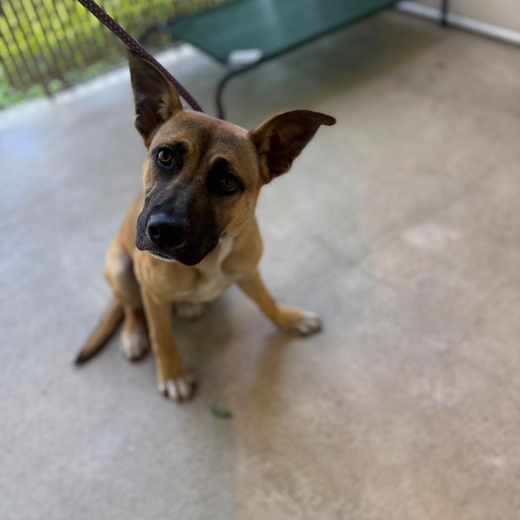 Lola, Adoptable, Adult Female German Shepherd Dog.