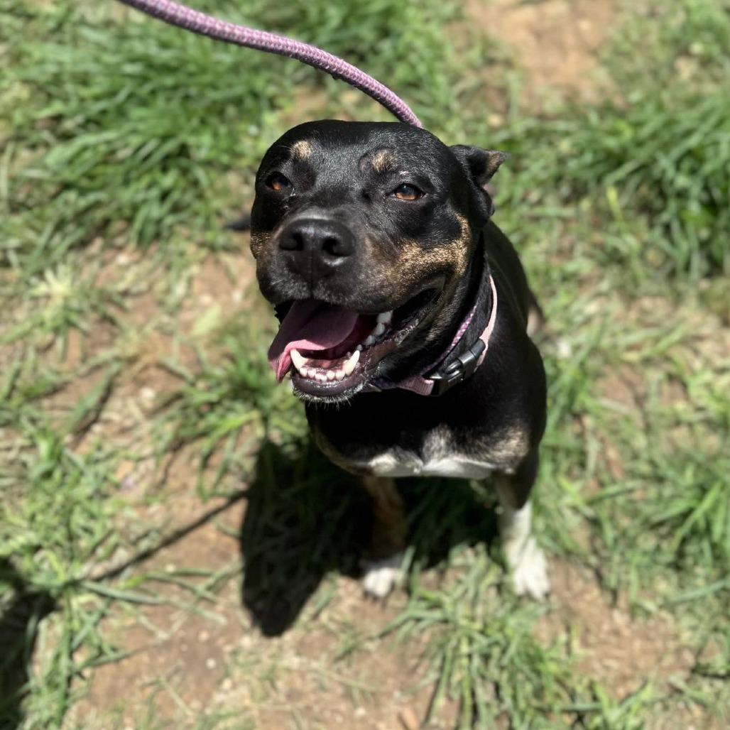 Lola, a Adoptable German Shepherd Dog in Collinsville , OK image 2/2
