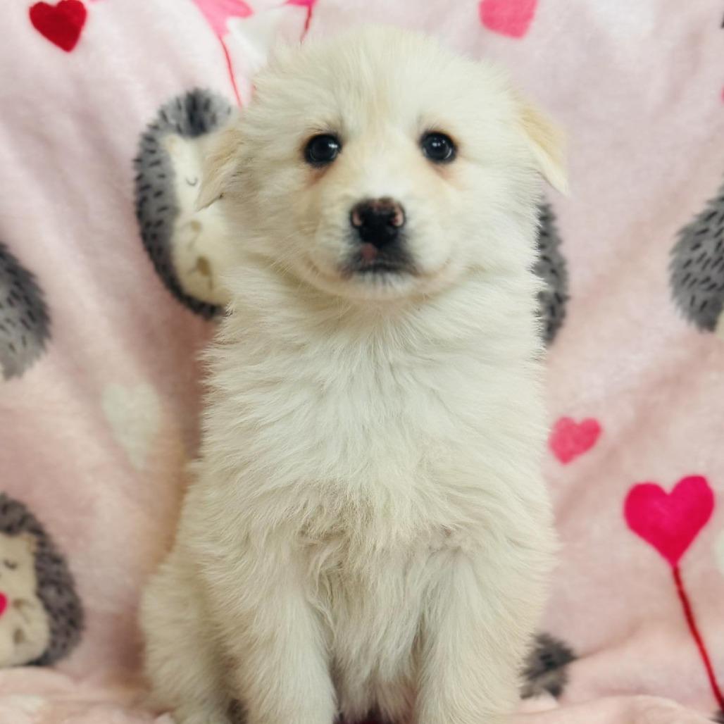 Luna, Adoptable, Puppy Female American Eskimo Dog & Mixed Breed.