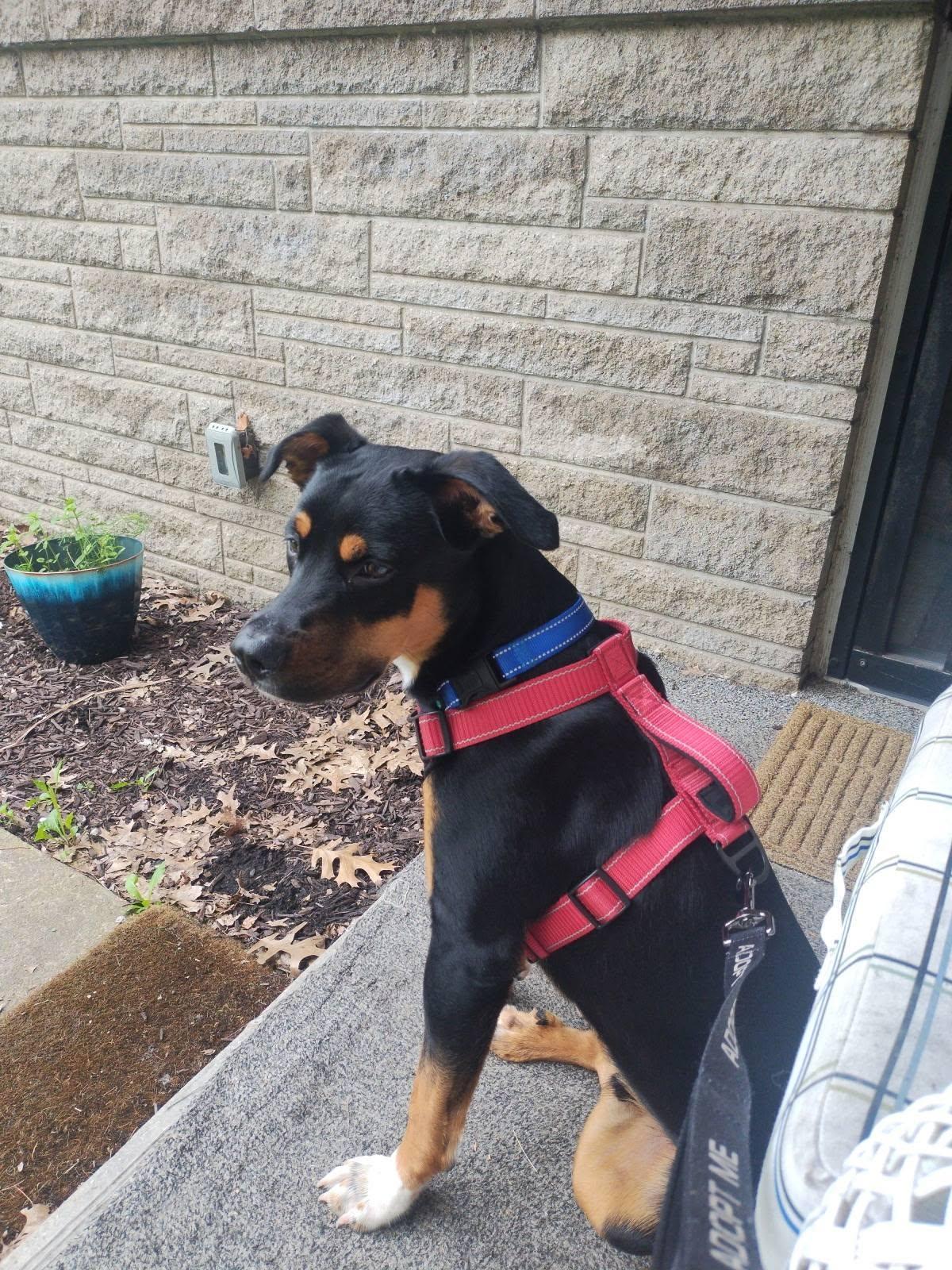 Rocket, ADOPTABLE, Puppy Male Beagle.