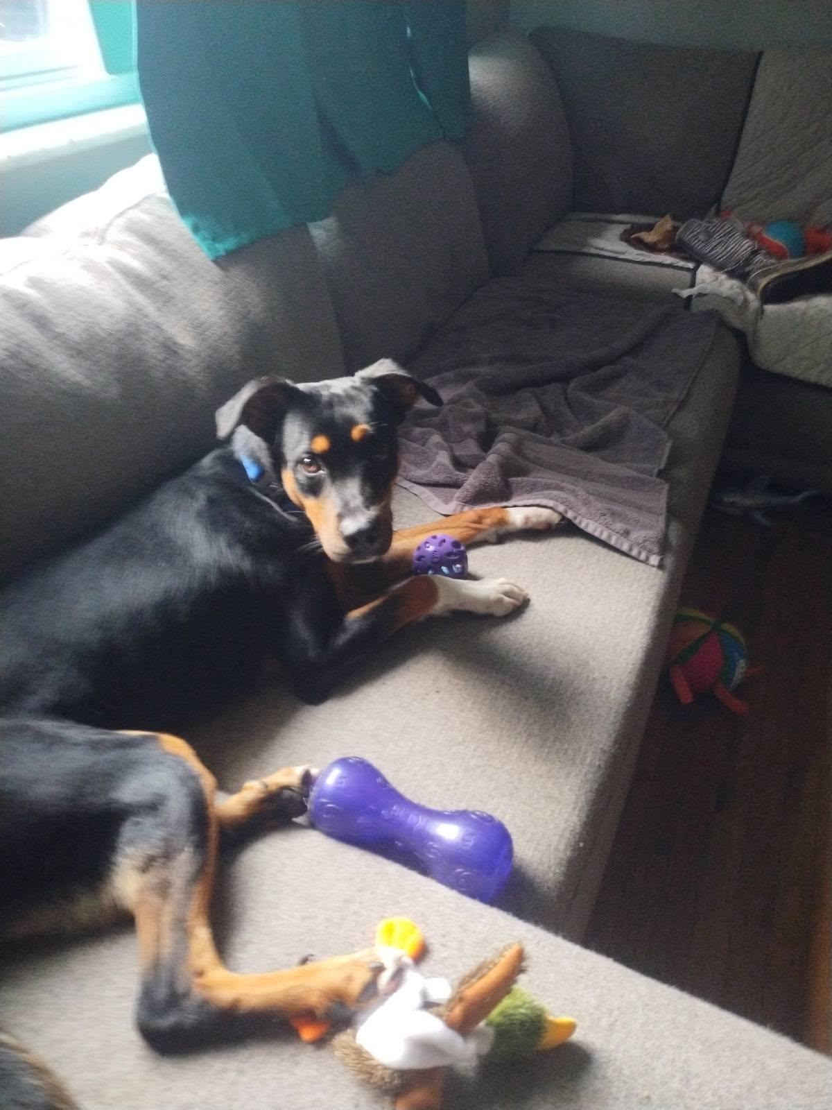 Enlarge Rocket, a ADOPTABLE mixed breed in Speedway, IN image 3/3