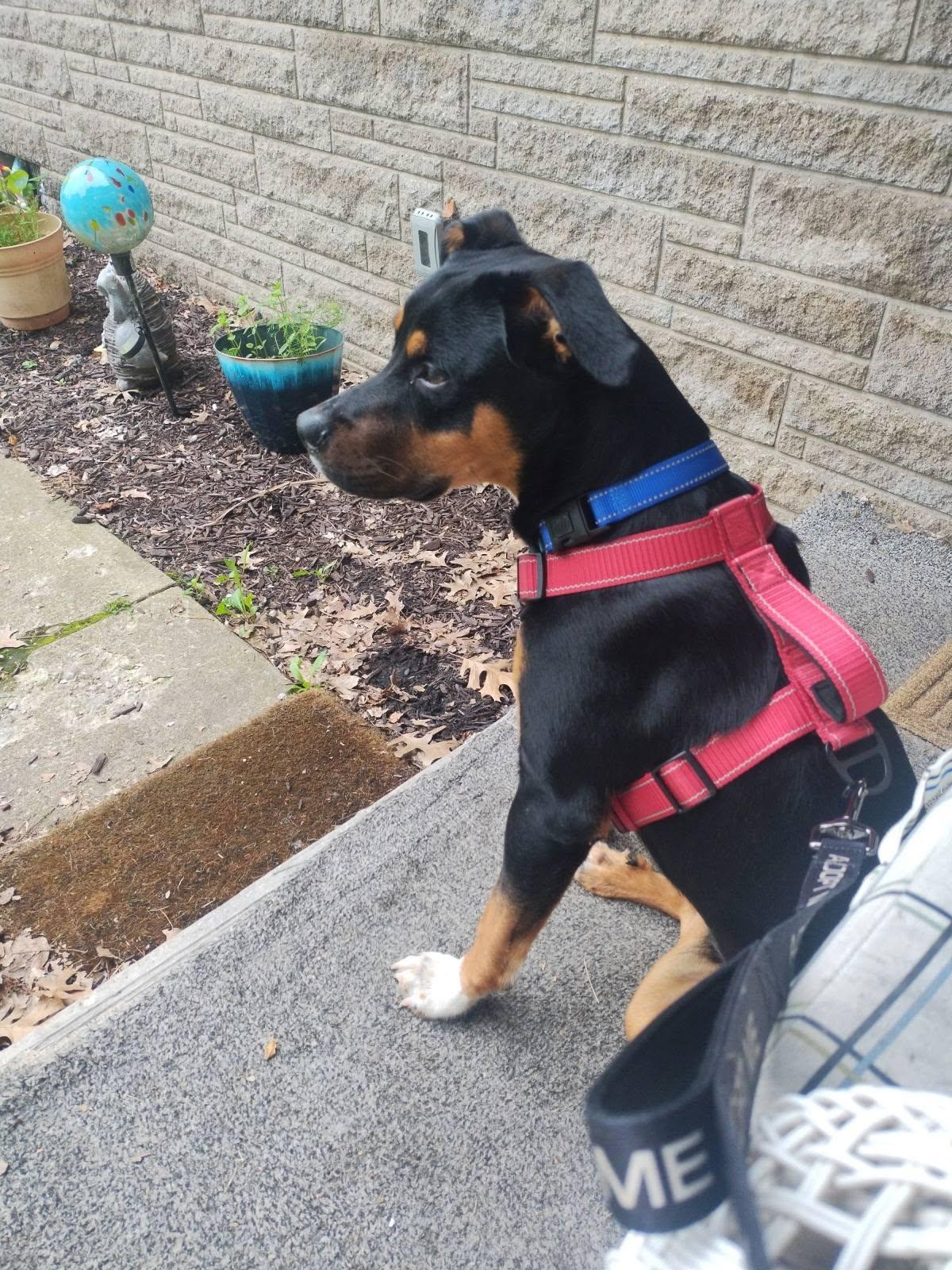 Enlarge Rocket, a ADOPTABLE mixed breed in Speedway, IN image 2/3