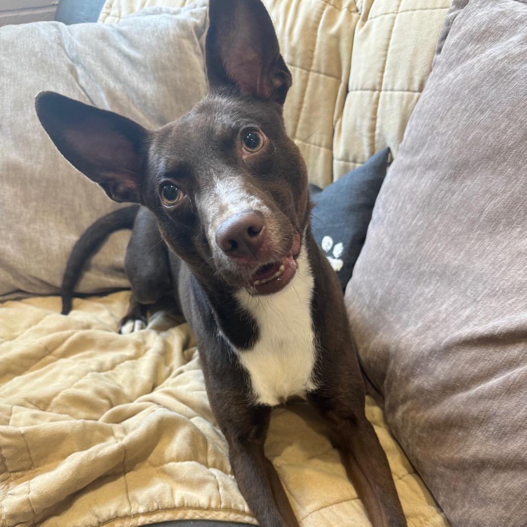 Dezi, Adoptable, Adult Male Mixed Breed.
