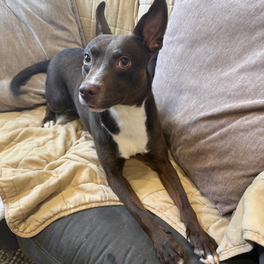 Enlarge Dezi, a Adoptable Mixed Breed in Muncie, IN image 4/6