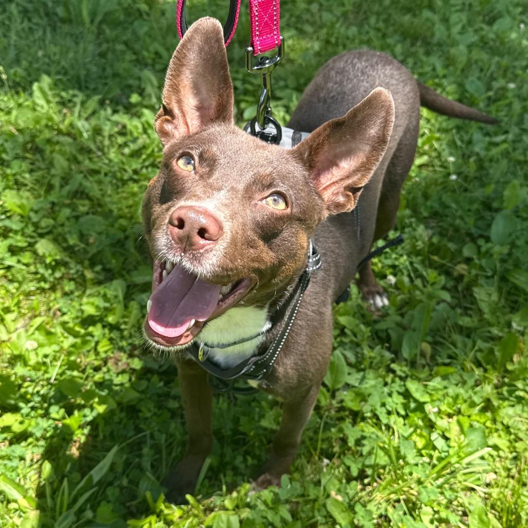 Enlarge Dezi, a Adoptable Mixed Breed in Muncie, IN image 5/6