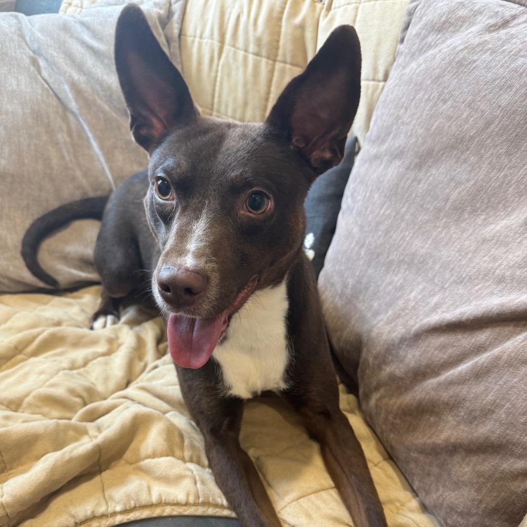 Enlarge Dezi, a Adoptable Mixed Breed in Muncie, IN image 6/6