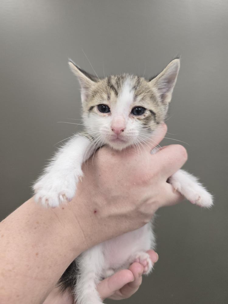 Timmer, Adoptable, Kitten Male Domestic Short Hair.