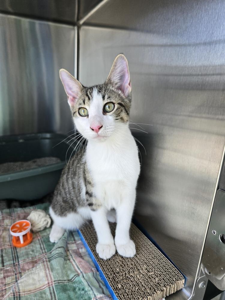 Enlarge Timmer, a Adoptable mixed breed in Wellington, KS image 2/6